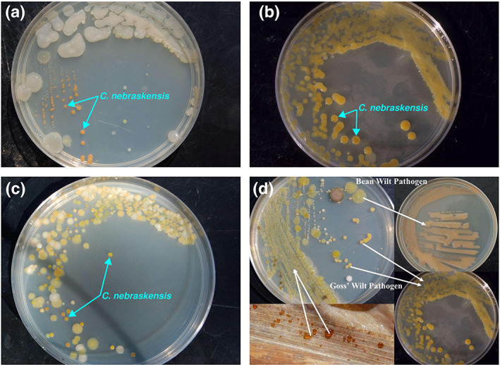 FIGURE 4