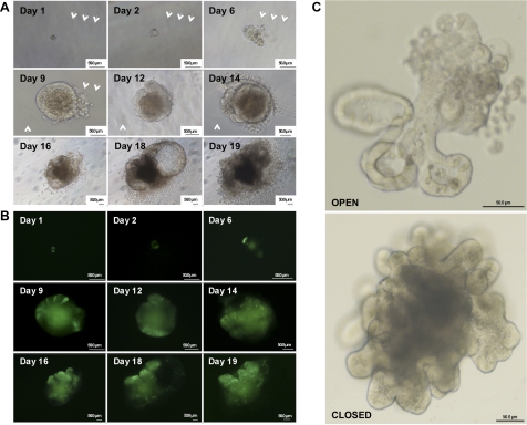 Fig. 3.