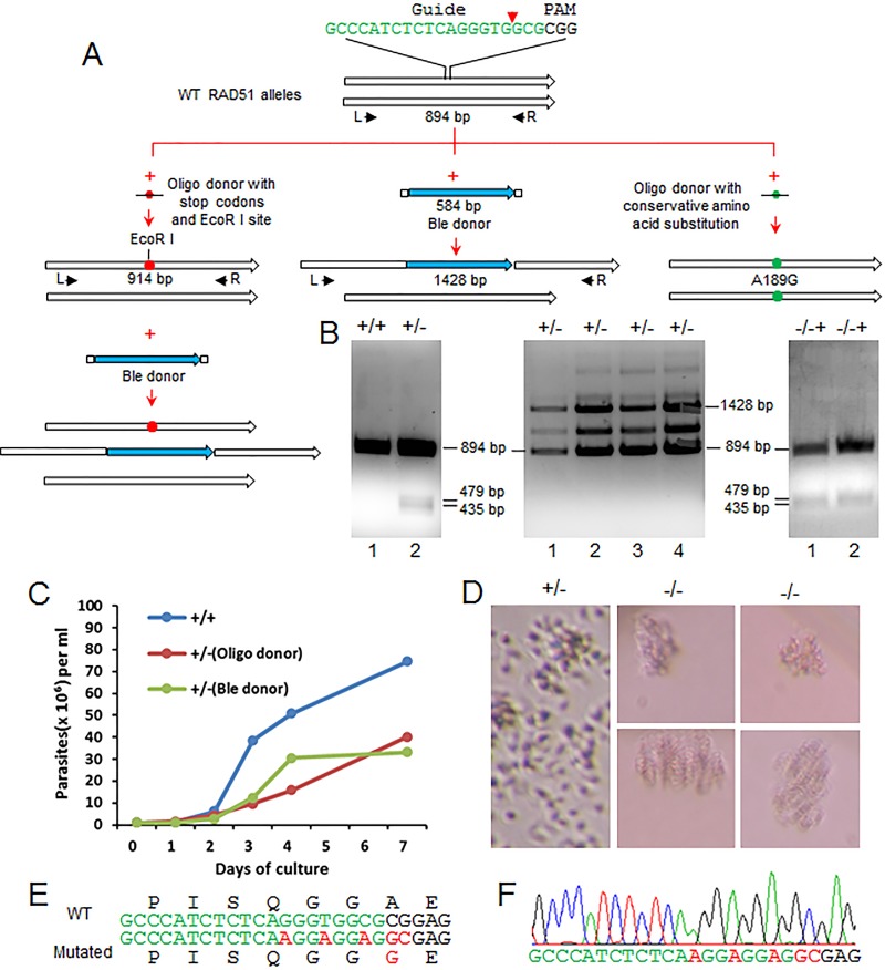 FIG 6 