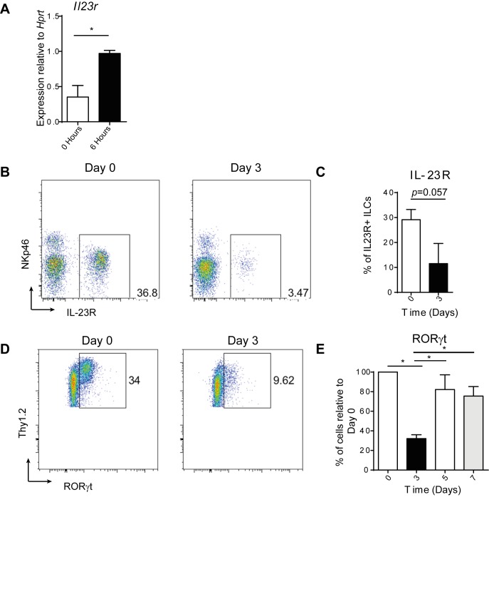 Figure 4—figure supplement 1.