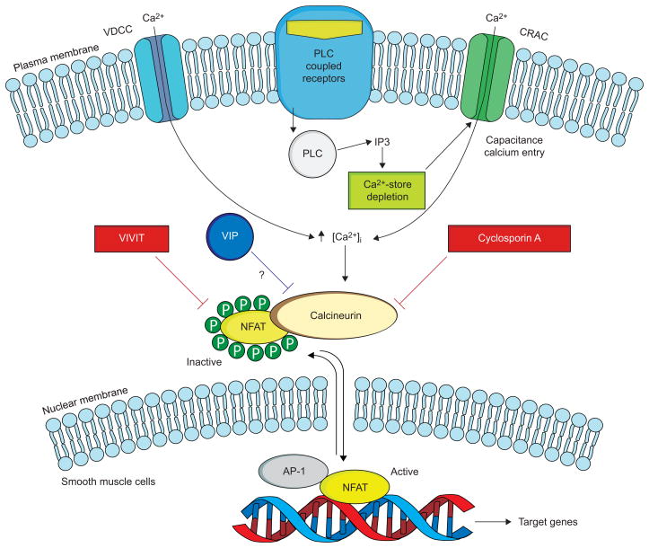 FIGURE 1