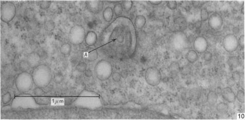 Fig. 10