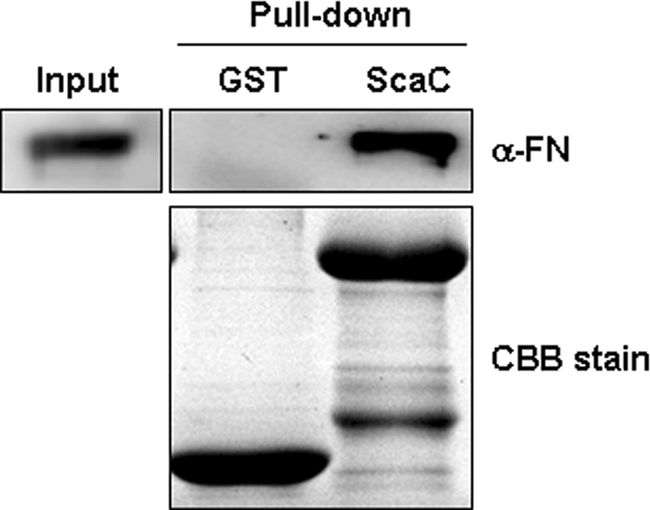 FIG. 8.