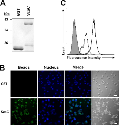 FIG. 4.