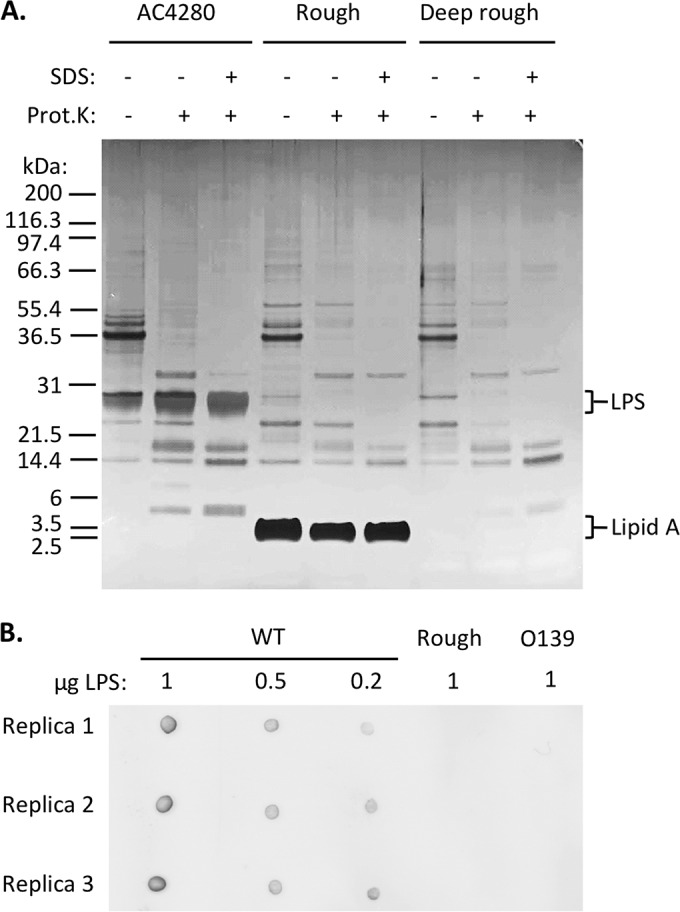 FIG 2