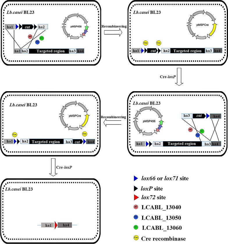 Fig. 1