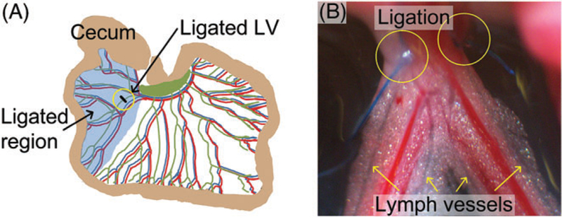 FIGURE 3