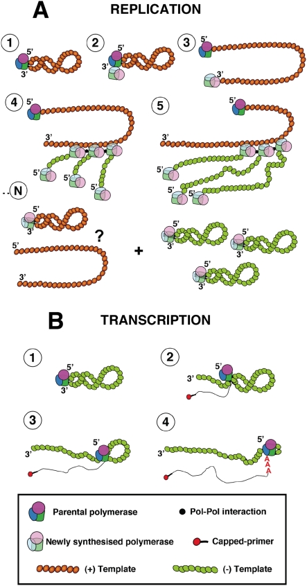 Genetic Trans-complementation Establishes A New Model For Influenza 