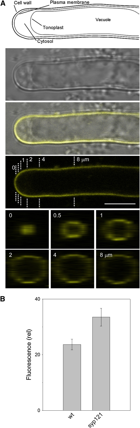 Figure 7.