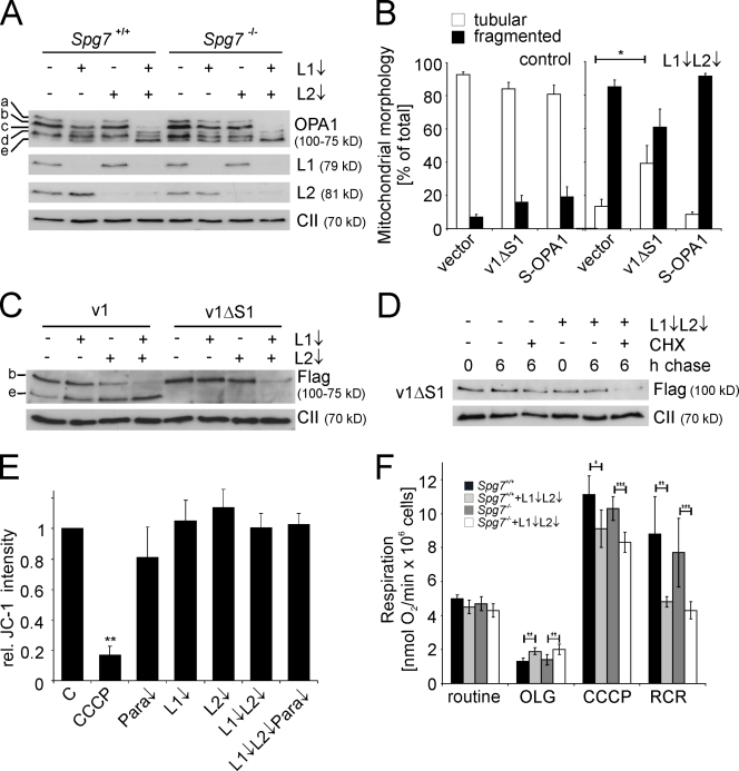 Regulation of OPA1 processing and mitochondrial fusion by m-AAA ...