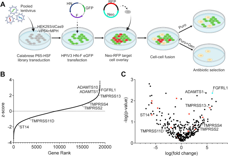 Gene screening experiment using pooled lentivirus transduction, HPIV3 HN-F transfection, and antibiotic selection. Gene rank vs. z-score plot exhibits ST14, TMPRSS11D, FGFRL1. Volcano plot depicts fold change vs. p-value for key genes like ST14, FGFRL1.