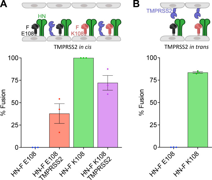 Bar graphs depict percentage of cell fusion for HPIV3 HN-F E108 and K108 with or without TMPRSS2 in cis and percentage of cell fusion for the same constructs with TMPRSS2 in trans.