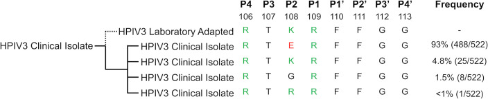 Phylogenetic tree of HPIV3 isolates, with a sequence alignment of amino acids at positions P4 to P4'. The frequency of each sequence variant in a population is indicated, with values ranging from 93 to less than 1 percent.