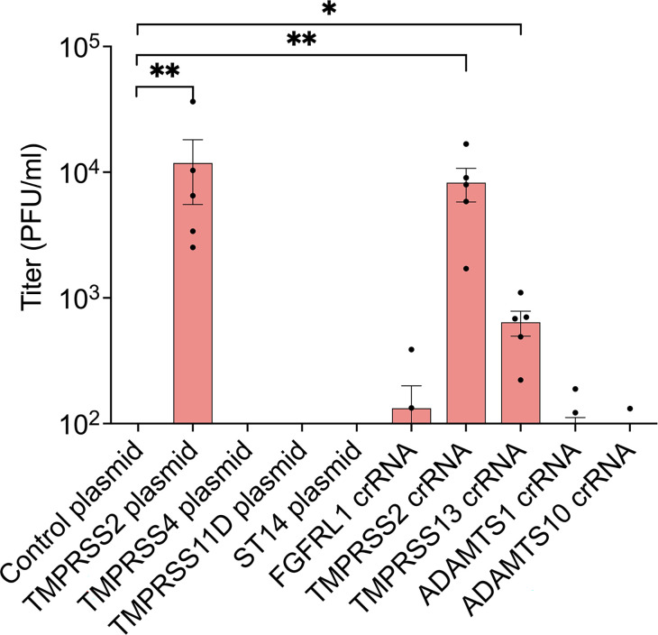 Bar graph depicts viral titers across various conditions including control plasmid, TMPRSS2/4/11D plasmids, and crRNAs for TMPRSS2, TMPRSS13, ADAMTS1/10, and FGFRL1. Significant differences are indicated by asterisks.
