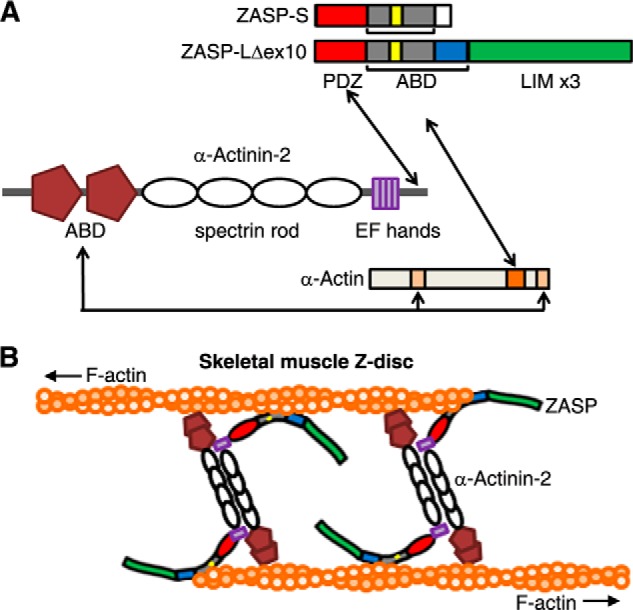 FIGURE 4.