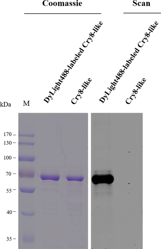 FIG 1