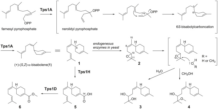 Scheme 1. 