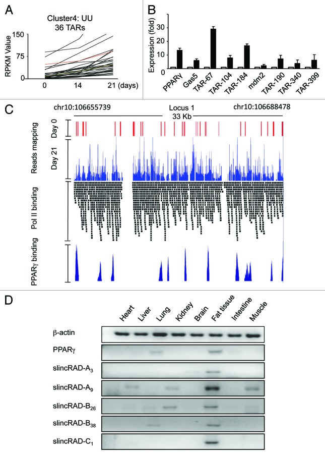 graphic file with name rna-10-990-g2.jpg