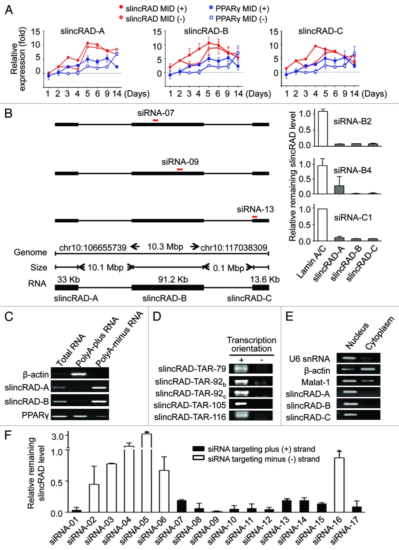 graphic file with name rna-10-990-g3.jpg