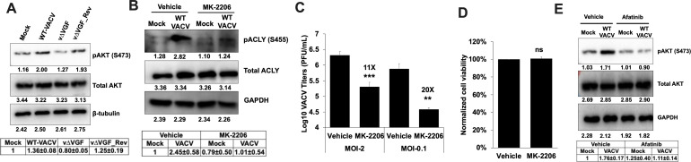 Western blots depict pAKT, total AKT, and pACLY levels in various VACV infections and treatments with MK-2206 and Afatinib. MK-2206 reduces VACV titers significantly. Afatinib reduces pAKT levels in VACV-infected cells.