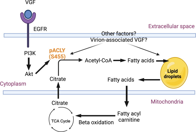 VGF-EGFR signaling pathway leads to lipid droplet formation. VGF activates EGFR, which triggers the PI3K-Akt pathway. This results in ACLY phosphorylation, increasing fatty acid synthesis, and contributing to lipid droplet accumulation.