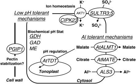 Figure 7.