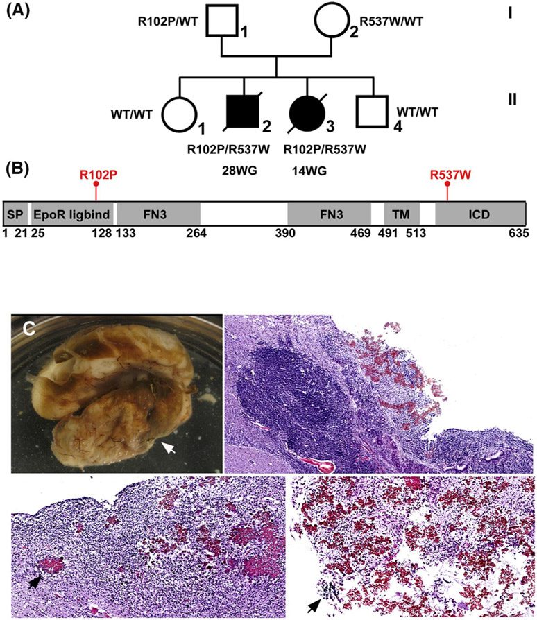 FIGURE 3