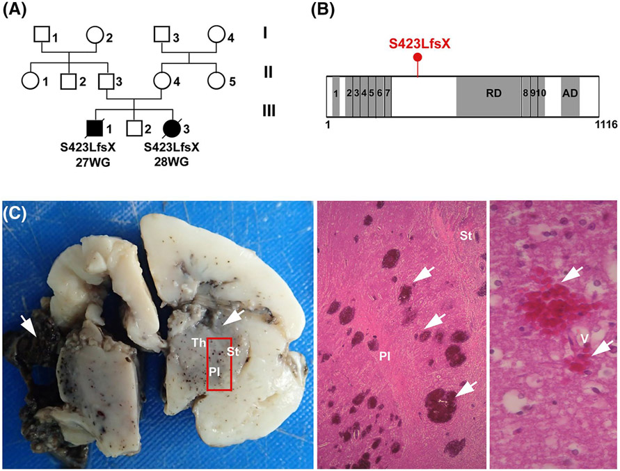 FIGURE 4