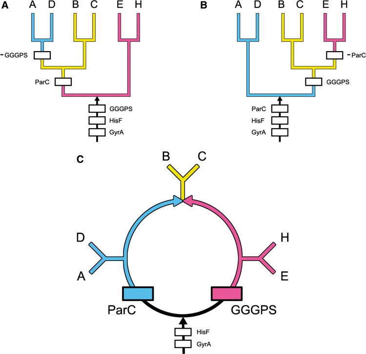 Fig. 2.—