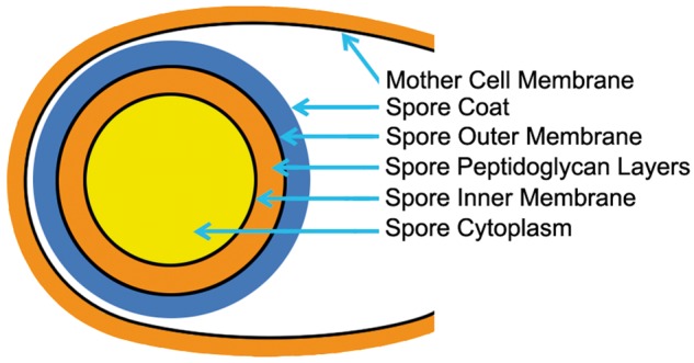 Fig. 6.—