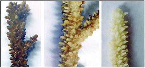 Higher temperatures worsen bleaching