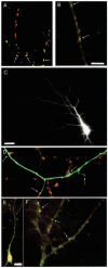 Fig. 4.