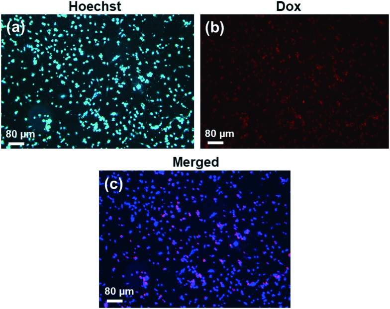 Fig. 10