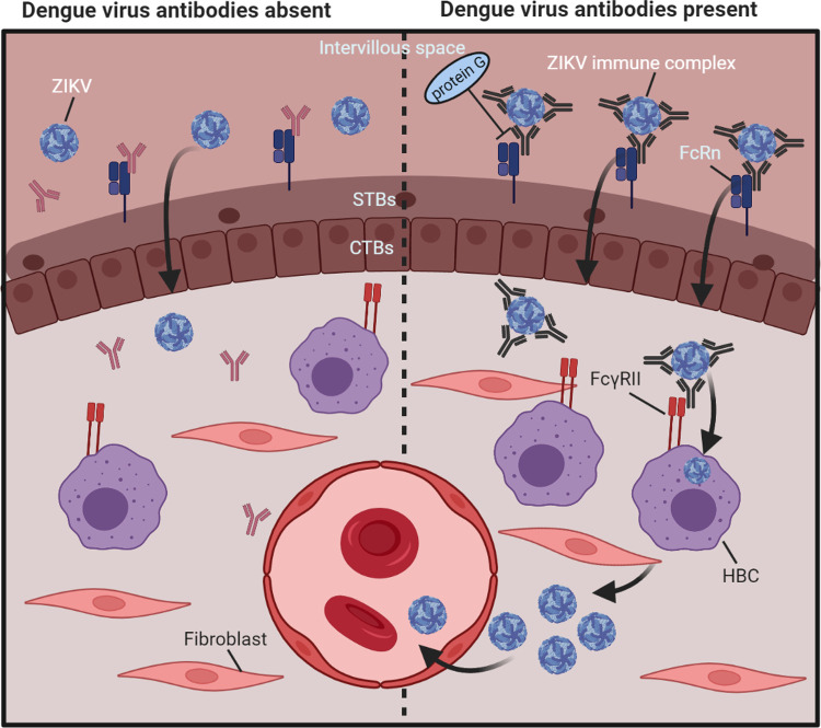 Fig 6