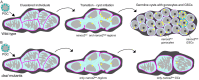 Fig. 11.