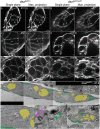 Fig. 8.