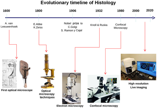 graphic file with name nihms-1691757-f0001.jpg