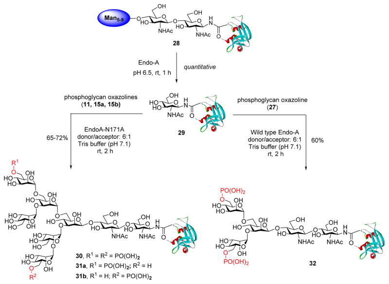 Scheme 4