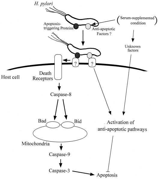 FIG. 5