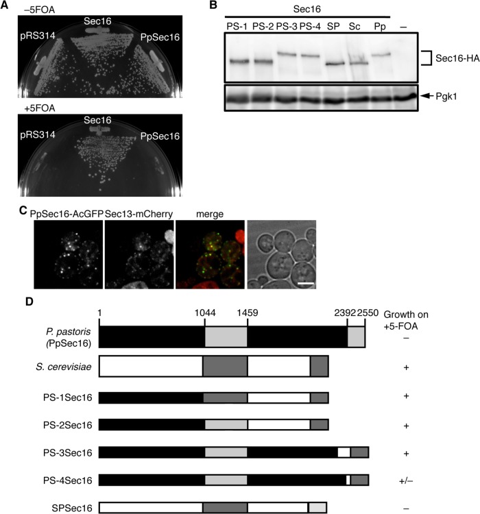 FIGURE 5: