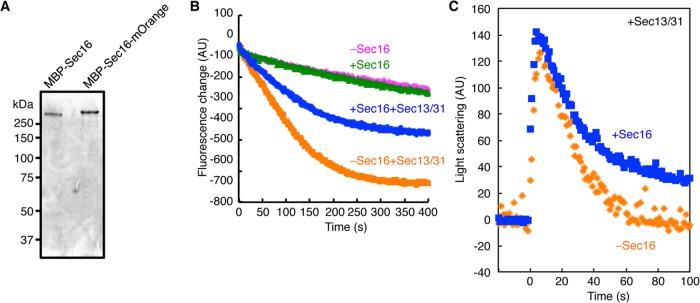 FIGURE 3: