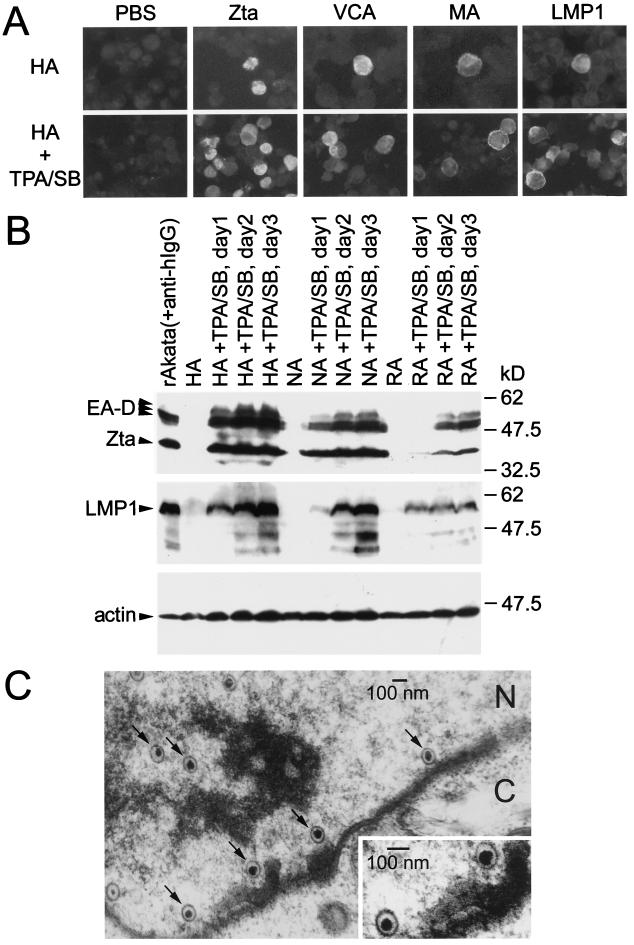 FIG. 7