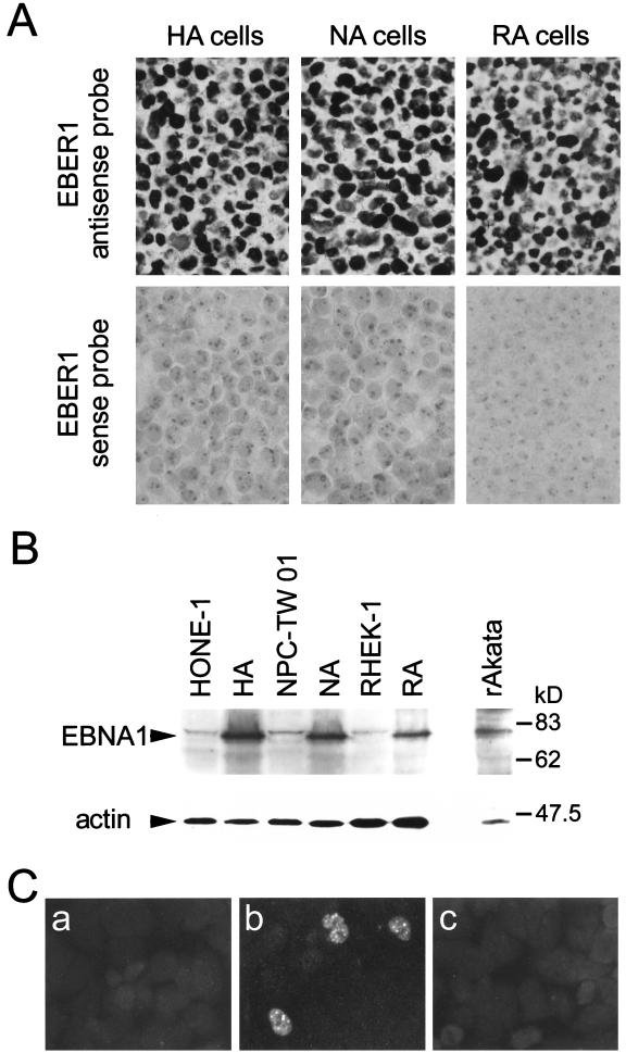 FIG. 6