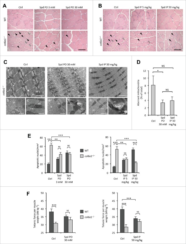 Figure 2 (see previous page).