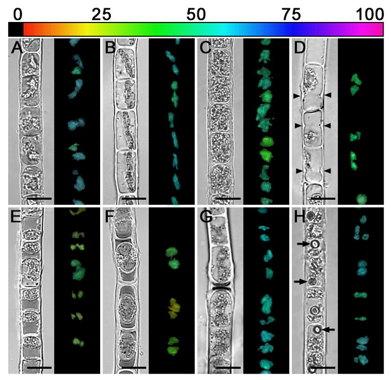 Fig. 9