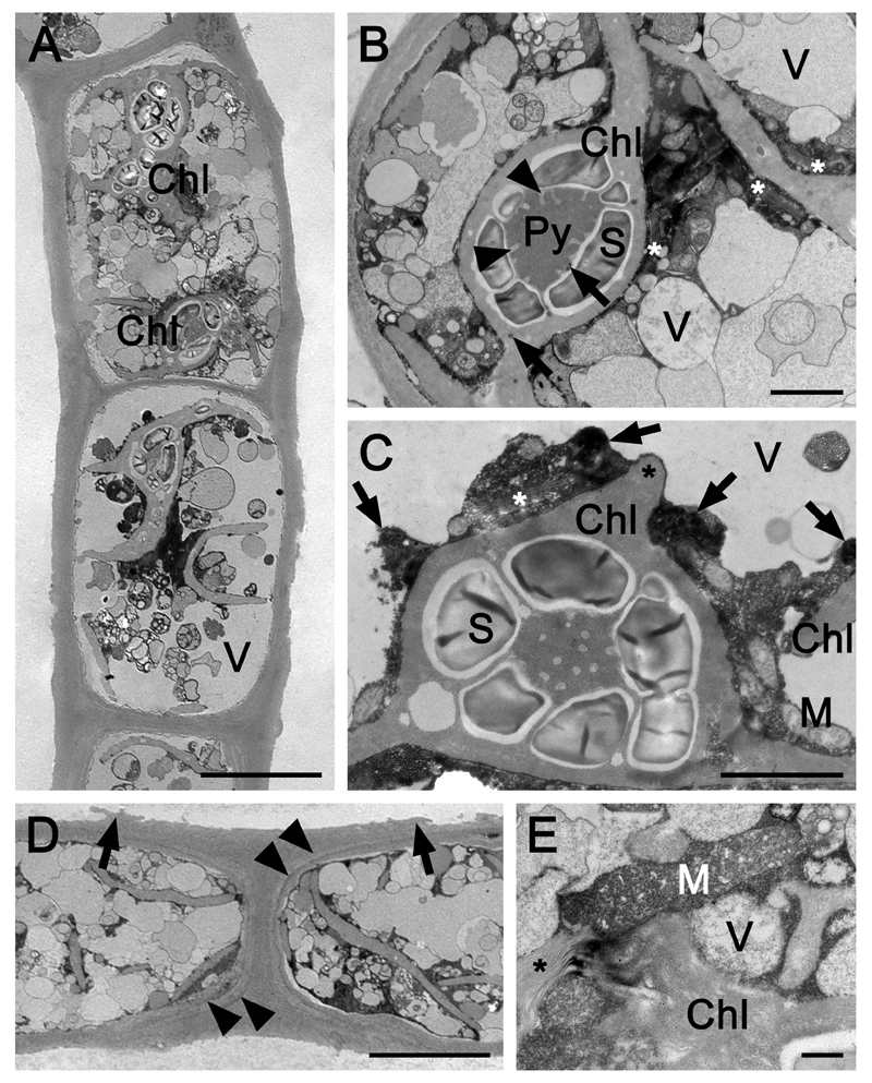 Fig. 5