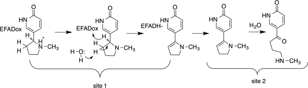 Scheme 2