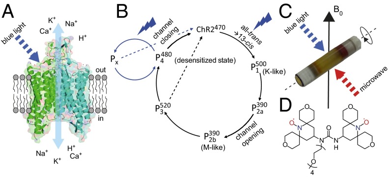 Fig. 1.