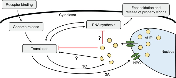 FIG 8 