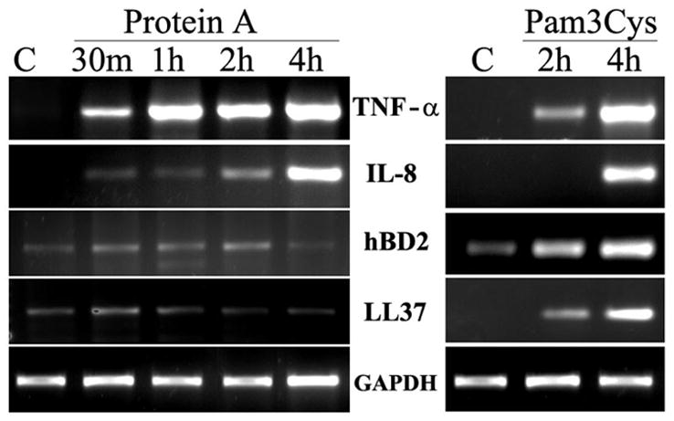 Fig 4